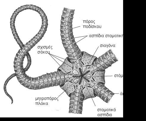 ανατομία αστερία 