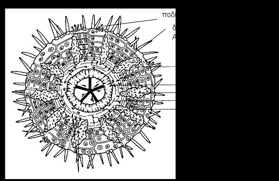 2. Οργάνωση Κανονικού Εχινοειδούς: Paracentrotus lividus (κοινός αχινός) 2.1 Εξωτερική μορφολογία (Σχ. 10.8, 10.9) Σχήμα ημισφαιρικό, με μακριές άκανθες.