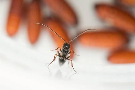 Μαθήματα στο ΤΕΙ Ηπείρου Ichneumonidae Ιchneumonoidea Το