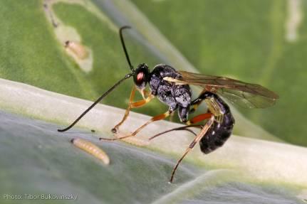 Μαθήματα στο ΤΕΙ Ηπείρου Ichneumonidae Ιchneumonoidea