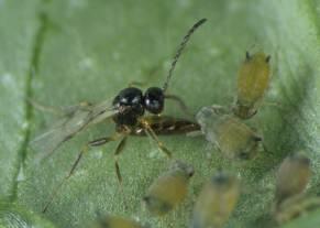 testaceipes Braconidae