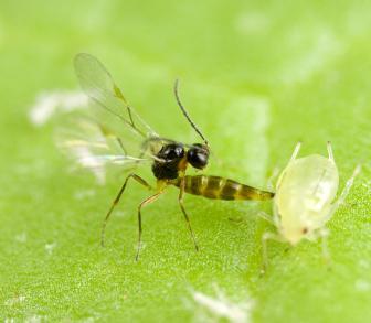 Μαθήματα στο ΤΕΙ Ηπείρου Aphidius collemani Braconidae