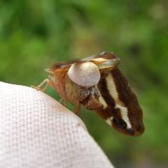 στο ΤΕΙ Ηπείρου Lepidoptera: