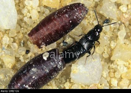 ΤΕΙ Ηπείρου Aleochara blineata Staphylinidae Coleoptera Το