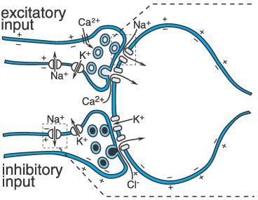 Synaptic