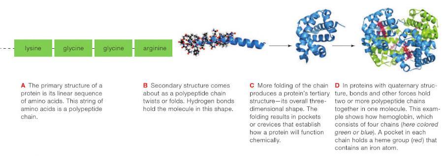 1.2 Επίπεδα οργάνωσης των πρωτεϊνών Όπως έχουμε ήδη αναφέρει τα αμινοξέα αποτελούν τα δομικά στοιχεία των πρωτεϊνών και αυτά είναι που καθορίζουν την αναδίπλωση της πρωτεΐνης στο χώρο.