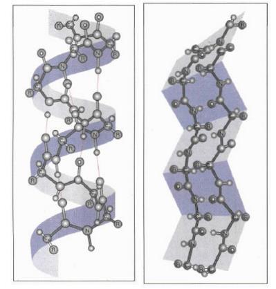 αλυσίδας, τα οποία βρίσκονται σε κοντινή απόσταση μεταξύ τους. Ενώ στην β-πτυχωτή επιφάνεια αυτός ο δεσμός γίνεται μεταξύ διαφορετικών πολυπεπτιδικών αλυσίδων του ίδιου πρωτεϊνικού μορίου.