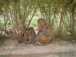 To 1940 oι Landsteiner και Wiener ανοσοποίησαν κουνέλια με αίμα από τον πίθηκο Macaques mullata και διαπίστωσαν ότι τα αντισώματα που παράχθηκαν συγκολλούσαν όχι μόνο τα ερυθρά του πιθήκου αλλά και