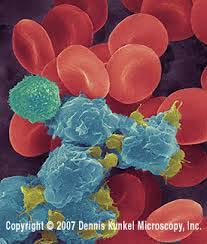 HLA Τάξης II έχουν πέντε γονίδια τα DR, DQ, DP, DM και DO HLA DR, DQ, DP είναι τα ποιο σημαντικά Εκφράζονται στα Β λεμφοκύτταρα, τα ενεργοποιημένα