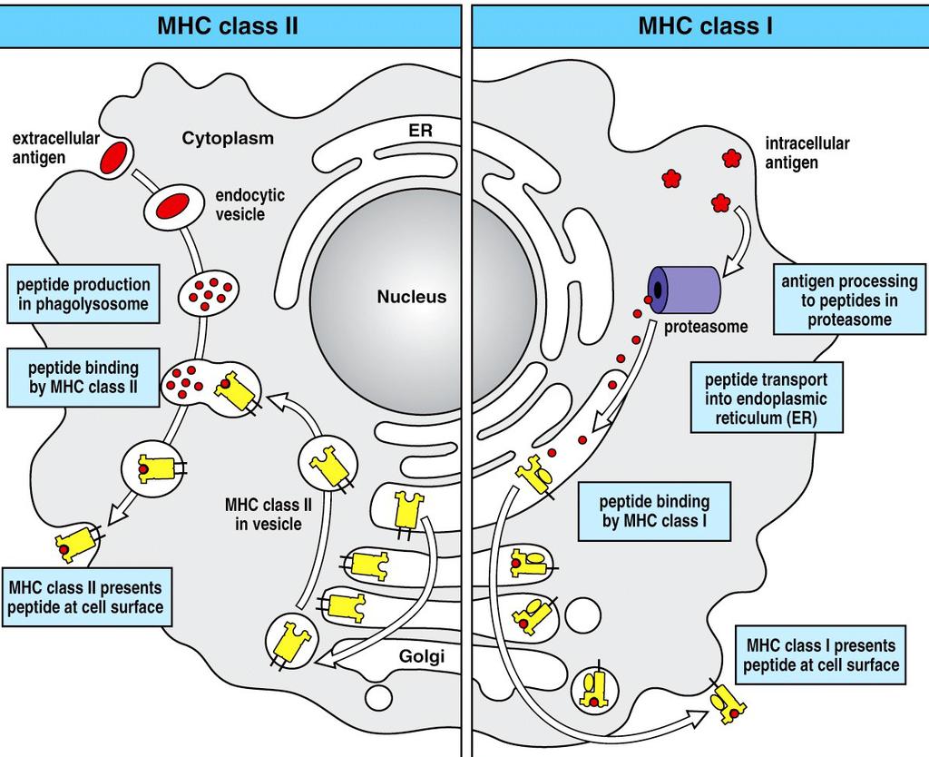 EXTRA Li MHC II Golgi Vesicle CLIP HLA-DM CD4 T H Summary INTRA