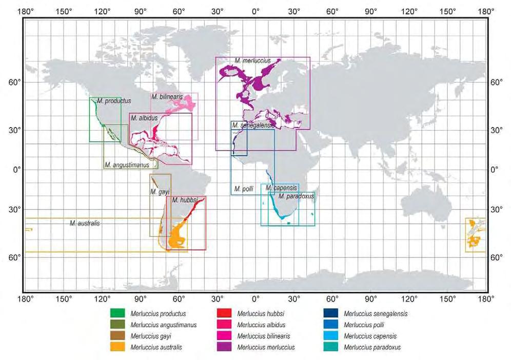 5 Εικόνα 2: Γεωγραφική εξάπλωση του γένους Merluccius (Lloris et al. 2005). Το είδος M.