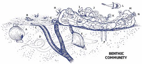 9 Εικόνα 1. Βενθική βιοκοινωνία (Chesapeake Bay, Η.Π.Α). A. Σκληρή γυαλιστερή αχιβάδα (Mercenaria mercenaria), B. Στρείδι του Ατλαντικού (Urosalpinx cinerea), C. Πολύχαιτος (Nereis succinea), D.