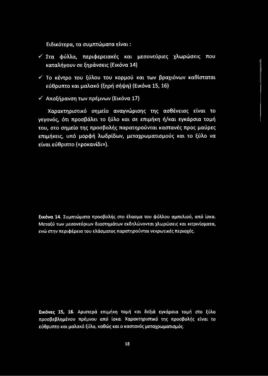 Αποξήρανση των πρέμνων (Εικόνα 17) Χαρακτηριστικό σημείο αναγνώρισης της ασθένειας είναι το γεγονός, ότι προσβάλει το ξύλο