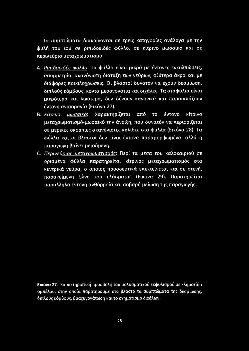 Οι βλαστοί δυνατόν να έχουν δεσμίωση, διπλούς κόμβους, κοντά μεσογονάτια και διχάλες. Τα σταφύλια είναι μικρότερα και λιγότερα, δεν δένουν κανονικά και παρουσιάζουν έντονη ανισοραγία (Εικόνα 27). Β.