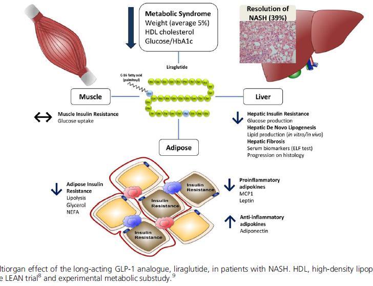 liraglutide,