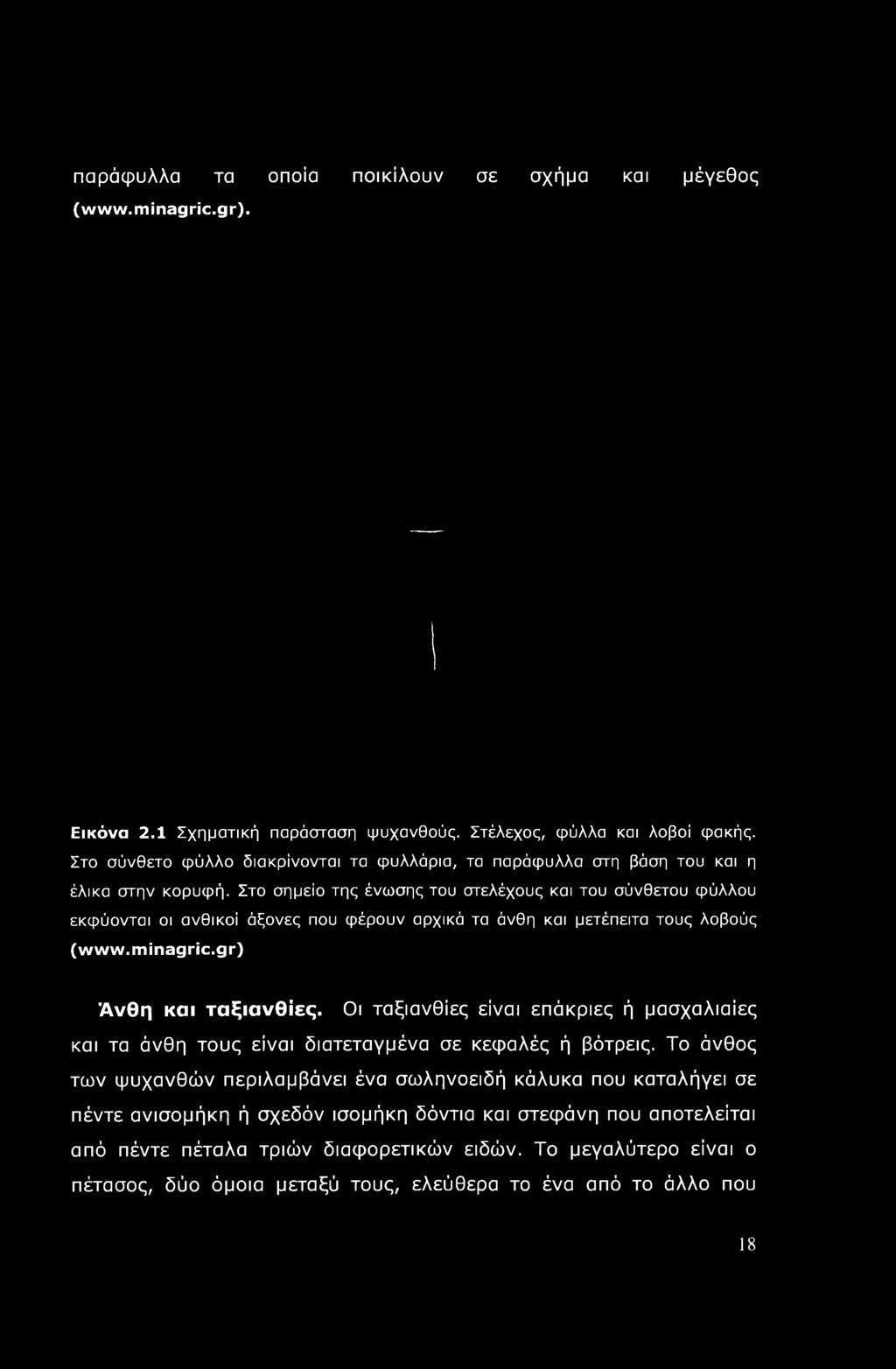 Στο σημείο της ένωσης του στελέχους και του σύνθετου φύλλου εκφύονται οι ανθικοί άξονες που φέρουν αρχικά τα άνθη και μετέπειτα τους λοβούς (www.minagric.gr) Άνθη και ταξιανθίες.