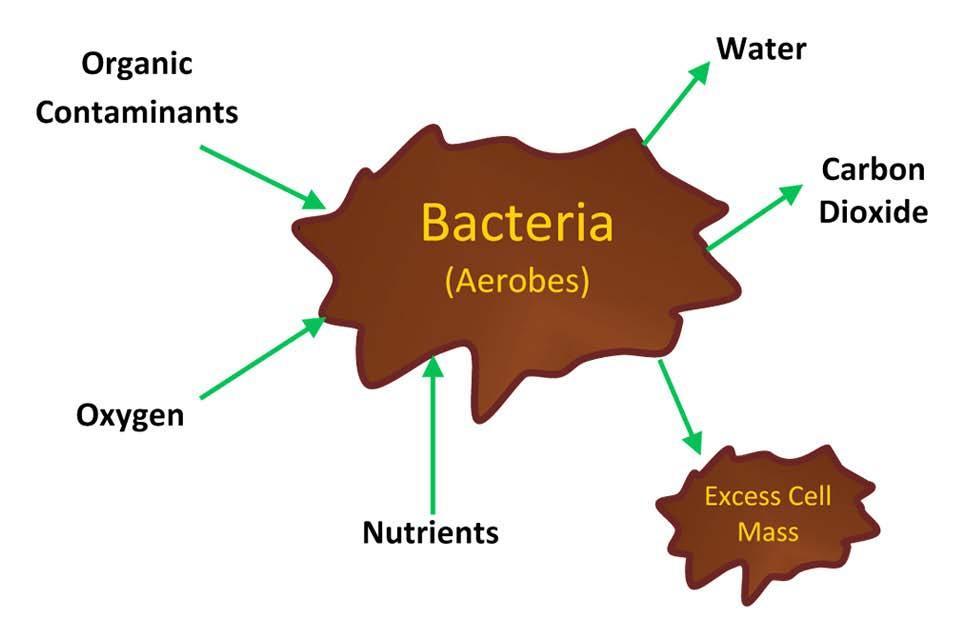 4.2.2. Αερόβιεσ και αναερόβιεσ διαδικαςίεσ επεξεργαςίασ Ο ςκοπόσ τθσ βιολογικισ επεξεργαςίασ των αποβλιτων είναι να μετατρζπει τουσ ρφπουσ ςε κυτταρικι μάηα, νερό και αζρια.
