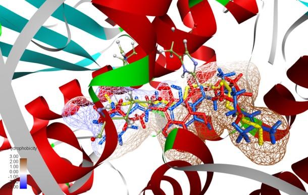 carbons in grey, oxygen in red, hydrogen in white and amino acid in green color. The green line indicates the hydrogen-bonding interactions. Figure S37.