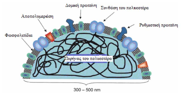 Μικροβιακή παραγωγή βιοπολυμερών 223 Δομική πρωτεΐνη Συνθάση του πολυεστέρα Aποπολυμεράση Ρυθμιστική πρωτεΐνη Φωσφολιπίδια Πυρήνας του πολυεστέρα 300-500 nm