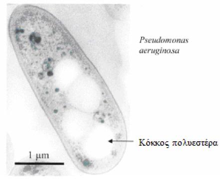 9 Εικόνα από ηλεκτρονικό μικροσκόπιο κόκκου πολυεστέρα από το βακτήριο Pseudomonas aeruginosa (Zinn et al., 2001).