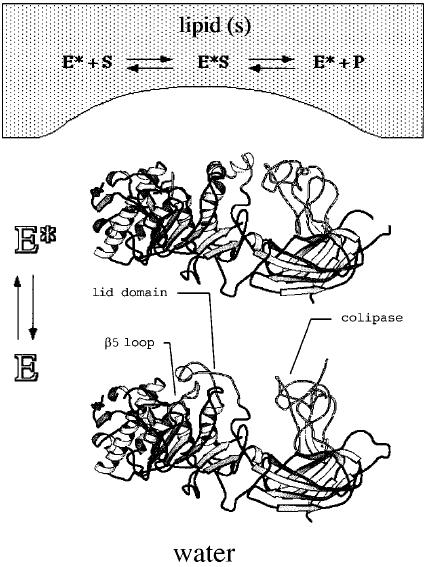 Παραγωγή ενζύμων από θερμόφιλους μικροοργανισμούς 50 Το 1990, με τη βοήθεια κρυσταλλογραφίας ακτινών-χ, αποσαφηνίστηκε η δομή των πρώτων δύο λιπασών και ένας μοναδικός μηχανισμός διαφορετικός από