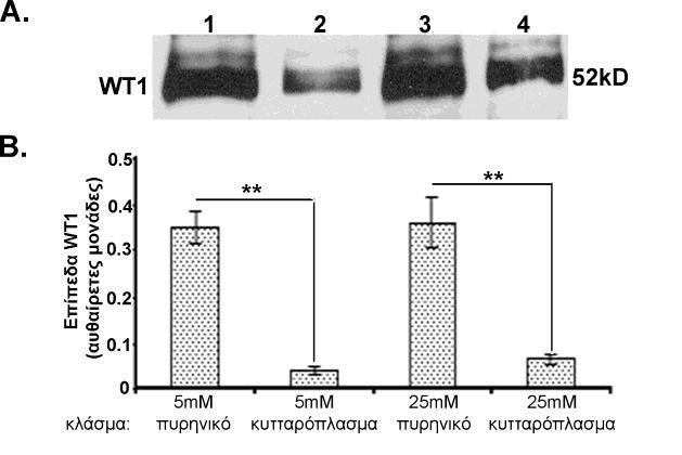 κυρίως πυρηνικός (Σχήμα 11Α και 11Β). Επιπλέον, και τα δύο κυτταροπλασματικά κλάσματα είναι θετικά για τον WT1 (Σχήμα 11Α, διαδρομές 2 και 4).