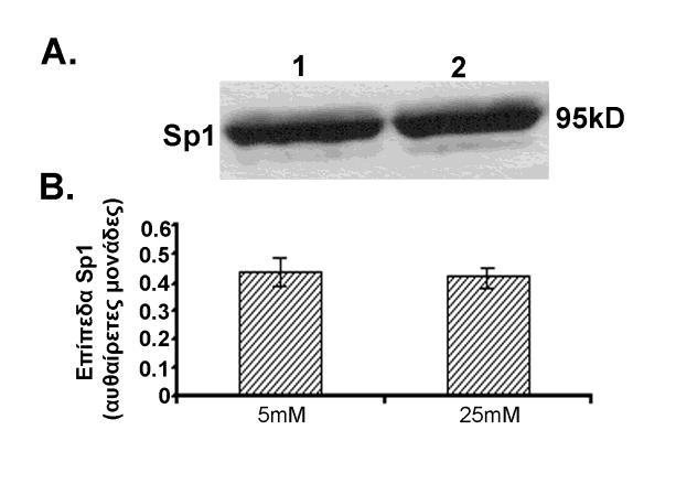 3.4.2 Η μειωμένη έκφραση της ποδοκαλυκίνης παρουσία 25mM γλυκόζης δεν είναι αποτέλεσμα μειωμένων επιπέδων της πρωτεΐνης Sp1 Το γονίδιο για την ανθρώπινη ποδοκαλυκίνη έχει κλωνοποιηθεί και