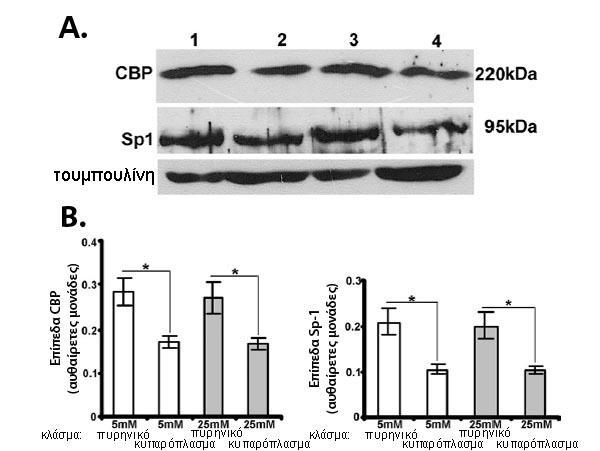 Σχήμα 13. Έκφραση του Sp1 και της CBP στα ποδοκύτταρα. Α. Ανοσοαποτύπωση κατά Western για την έκφραση της CBP και του Sp1 στα HGEC.