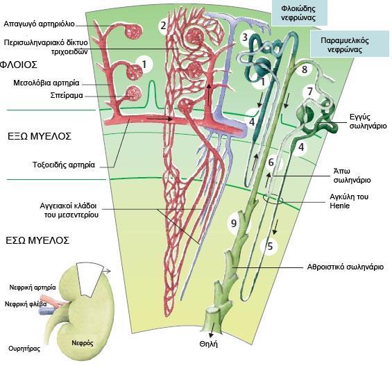 Εικόνα 1. Σχηματική αναπαράσταση της ανατομίας του νεφρού.