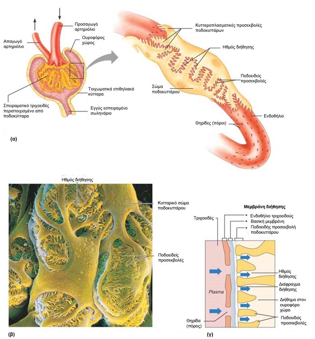 Εικόνα 3. Σχηματική αναπαράσταση της μεμβράνης διήθησης. (α) Απεικόνιση της σχέσης του σπλαγχνικού επιπέδου της σπειραματικής κάψας με τα σπειραματικά τριχοειδή.