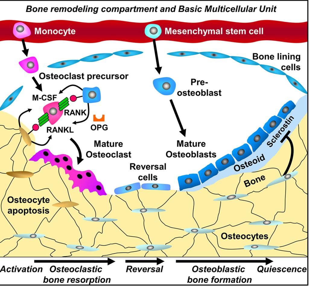 Drug treatment Dmab Ideal Drug AcF BF BR BSP ΔBS