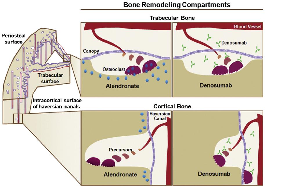 Dmab vs.