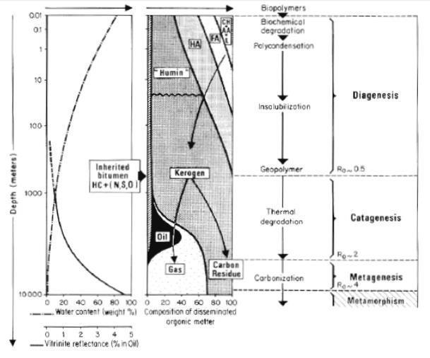 Σχήμα 3.2 Γενικό σχήμα εξέλιξης της οργανικής ύλης (Tissot, 1985).