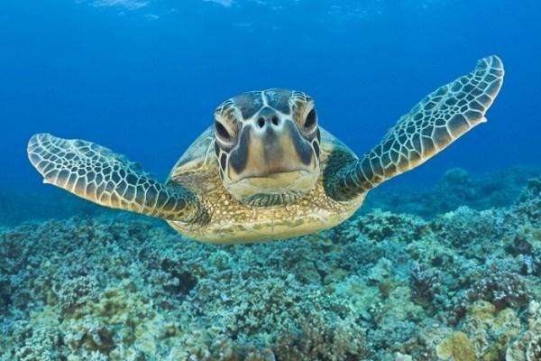 ΑΦΙΕΡΩΜΑ Χελώνα Caretta caretta Η θαλάσσια χελώνα Καρέτα (Caretta caretta) αποτελεί ένα από τα τρία είδη θαλάσσιων χελωνών που απαντώνται στην Ελλάδα και το μοναδικό που φωλιάζει εδώ.