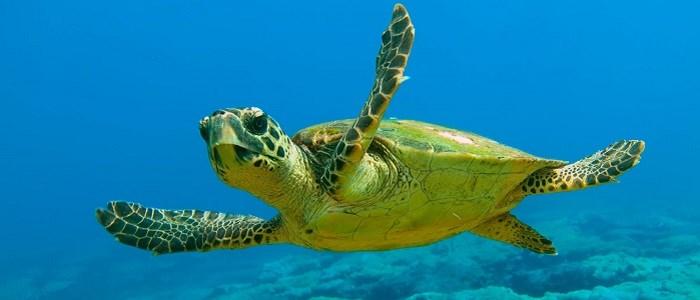 αποτελεί το πιο κοινό είδος. Η Καρέτα (Caretta caretta) έχει παγκόσμια εξάπλωση, με άτομα να φωλιάζουν σε εύκρατες και υποτροπικές περιοχές.