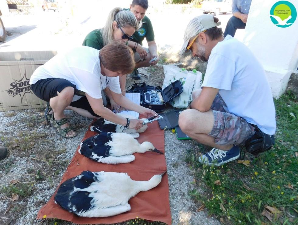 Η ΠΡΩΤΗ ΔΑΚΤΥΛΙΩΣΗ ΠΕΛΑΡΓΩΝ ΣΤΗ ΘΕΣΠΡΩΤΙΑ Για πρώτη φορά στο νομό Θεσπρωτίας στις 19 Ιουνίου, δακτυλιώθηκαν πελαργοί στις φωλιές