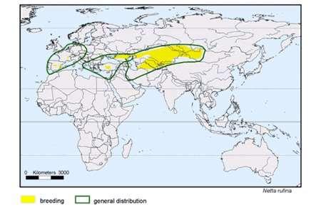 13. Ροπαλόπαπια Netta rufina Γεωγραφική εξάπλωση Ευρώπη, Ασία Ελλάδα: