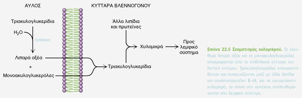 Πέψη λιπών Παγκρεατικές λιπάσες