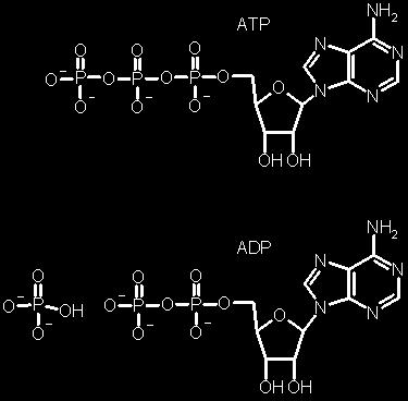 4- + H 2 O D 3- + HO 4 2- + H + = -3.