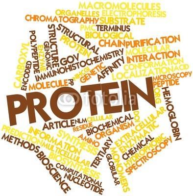 البروتينات إعداد الطالب: زين جابر حسين بإش