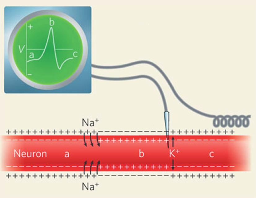 osciloskop mikroelektroda 1.1-7 Živčani signal putuje kroz živčanu stanicu (neuron) zahvaljujući izmjeni kationa kroz stanič-nu membranu 1.1.3.