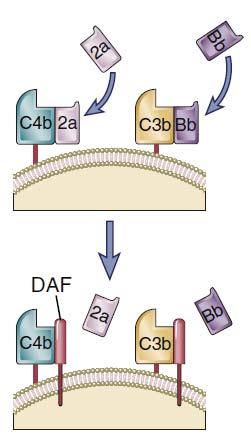 Β: Αποδόμηση ή παρεμπόδιση του σχηματισμού της κονβερτάσης του τόσο της κλασσικής, όσο και της εναλλακτικής ακολουθίας, επιτυγχάνεται από τον παράγοντα DAF (CD55), ο οποίος δεσμεύεται ισχυρά στους
