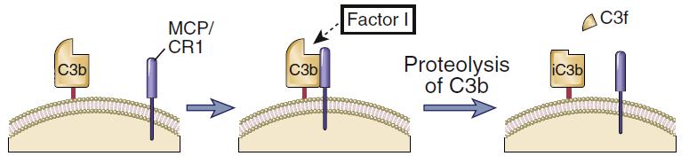 Γ: Ο παράγοντας MCP (CR1) συνδέεται με το επάνω στην μεμβράνη του αυτολόγου κυττάρου (όχι του παθογόνου, επειδή είναι ειδικός για το είδος) και ευνοεί αδρανοποίηση του από τον παράγοντα Ι.