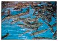 Interfish στο Λαγονήσι: α) Μονάδα