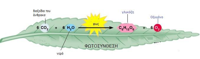 2 ΕΙΣΑΓΩΓΗ Η ενέργεια του ήλιου μετατρέπεται σε χημική ενέργεια με τη διαδικασία της φωτοσύνθεσης και στη μορφή αυτή μπορεί να αξιοποιηθεί από τους οργανισμούς για να καλύψουν τις ενεργειακές τους