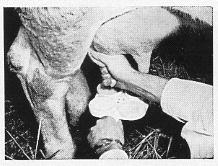 Μέθοδοι Προσδιορισμού των Μαστίτιδων Δοκιμή της Καλιφόρνιας (1) Δειγματοληψία γάλακτος (2
