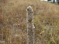 ФЛОРА: Verbascum lesnovoensis Micev.