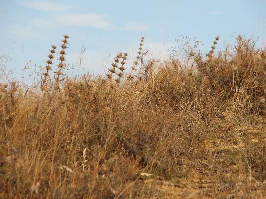 ФЛОРА: EUNIS 6210 Semi-natural dry grasslands and scrubland facies on calcareous substrates (Festuco Brometalia, *important Orchids sites) Полуприродни суви брдски пасишта и грмушковидни состоини на
