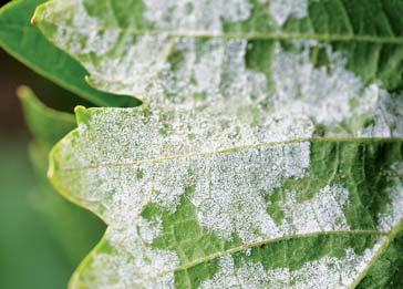 Clavibacter spp., Xanthomonas spp. Cukrová repa: Cercospora beticola, Peronospora schachti. Slnečnica.