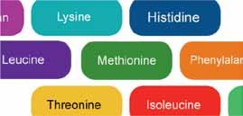 Kai kurių aminorūgščių (jos yra 8) gyvūno organizmas sintetinti negali, todėl privalo jų gauti su pašaru.